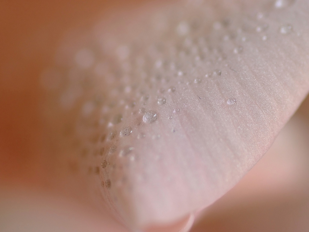 雫と花の物語　８