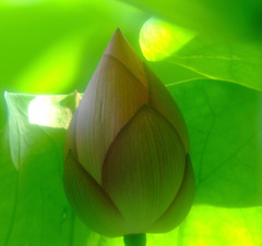 やわらかな光。