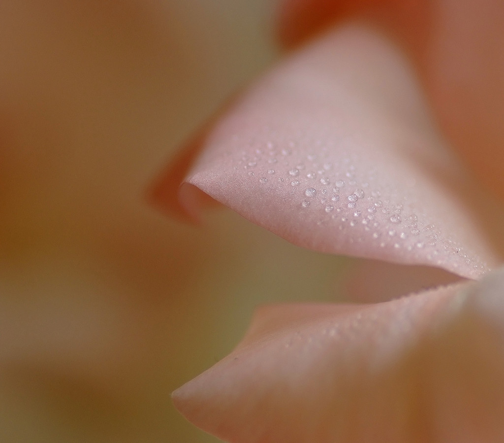 雫と花の物語　５