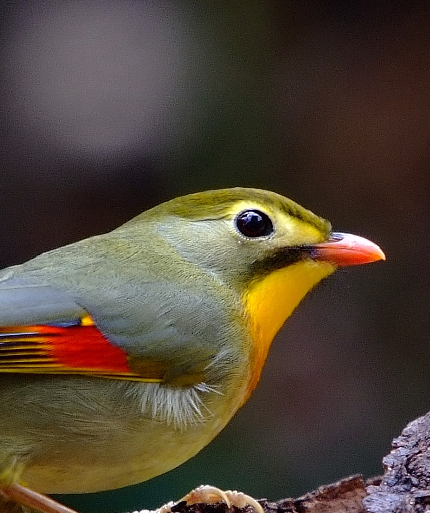 公園のスター！