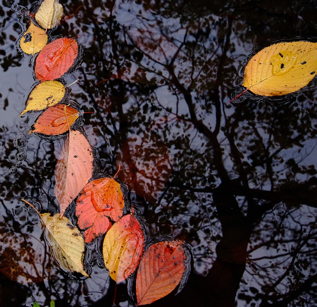 水面の紅葉　４