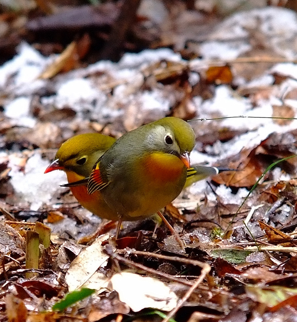 雪中鳥。。