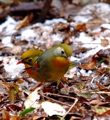 雪中鳥。。