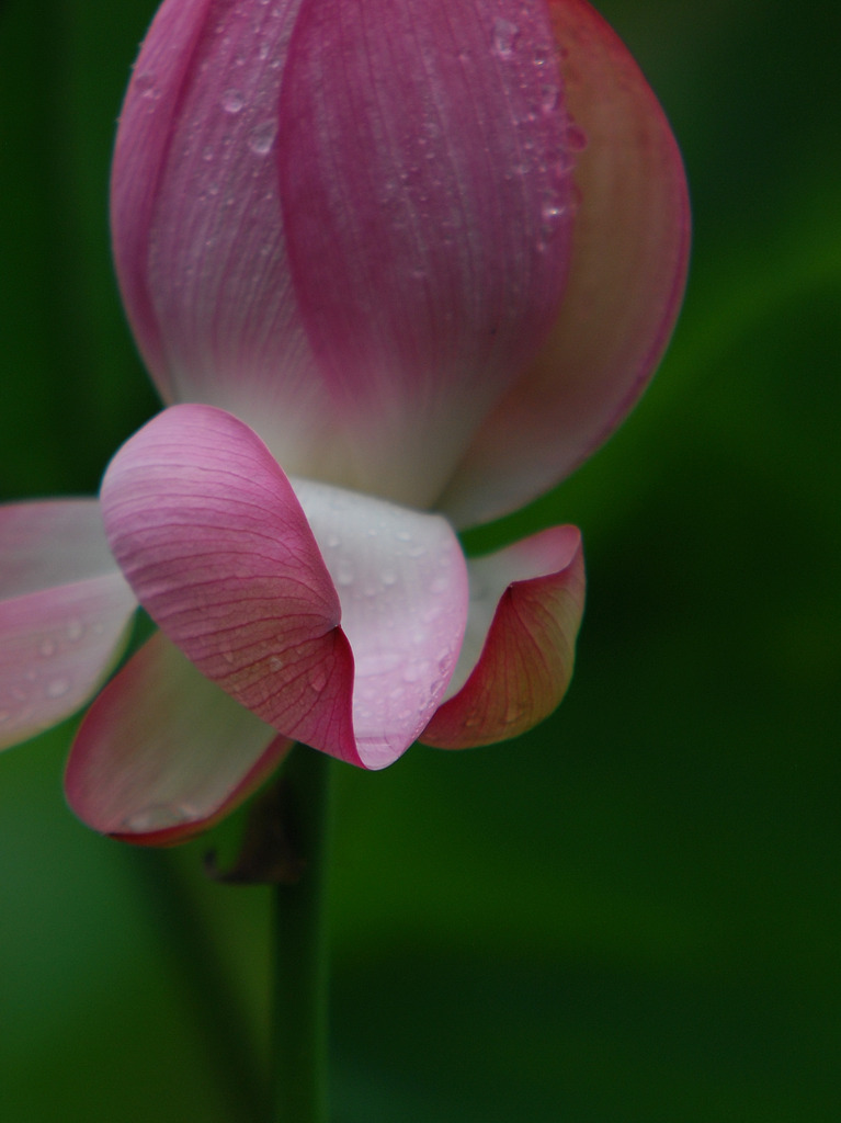 雨の蓮　２０１０