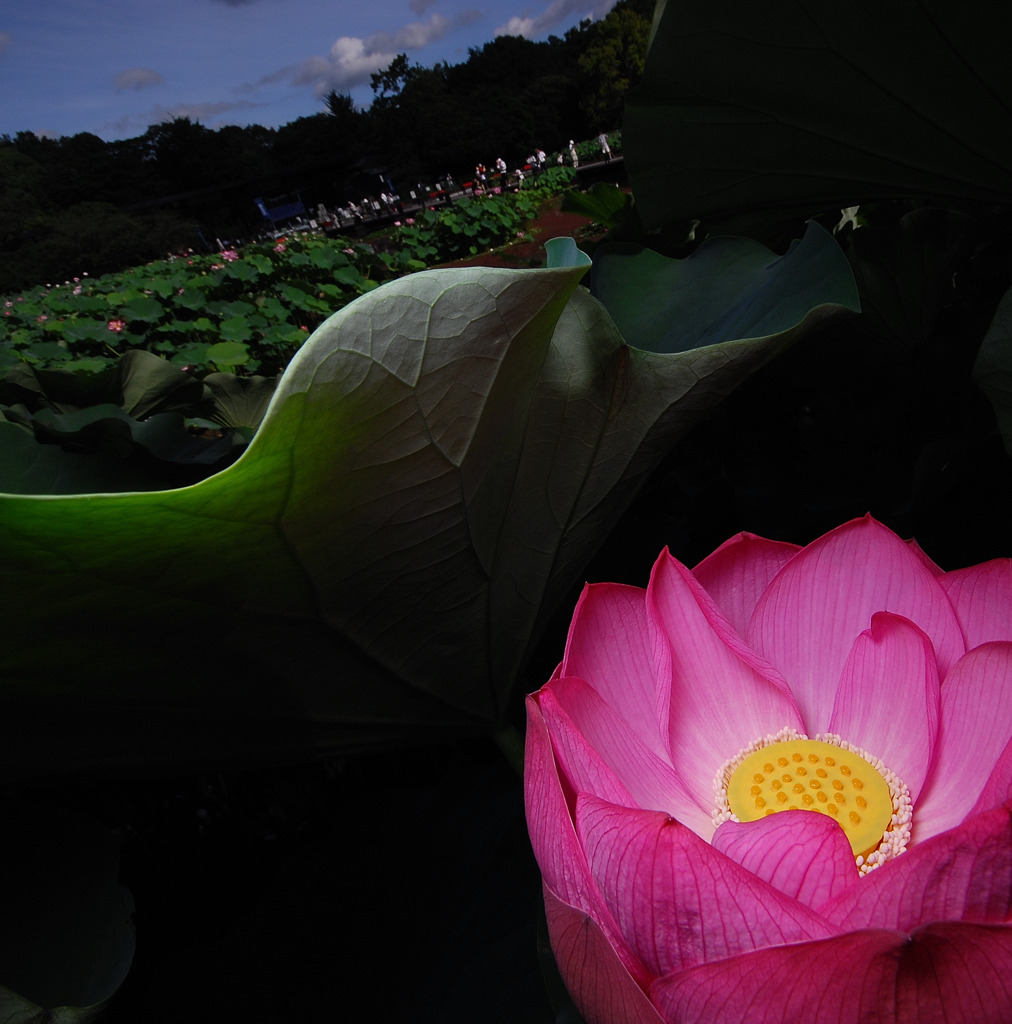 幻想の花　１