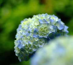 紫陽花の詩
