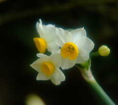 春の香り。