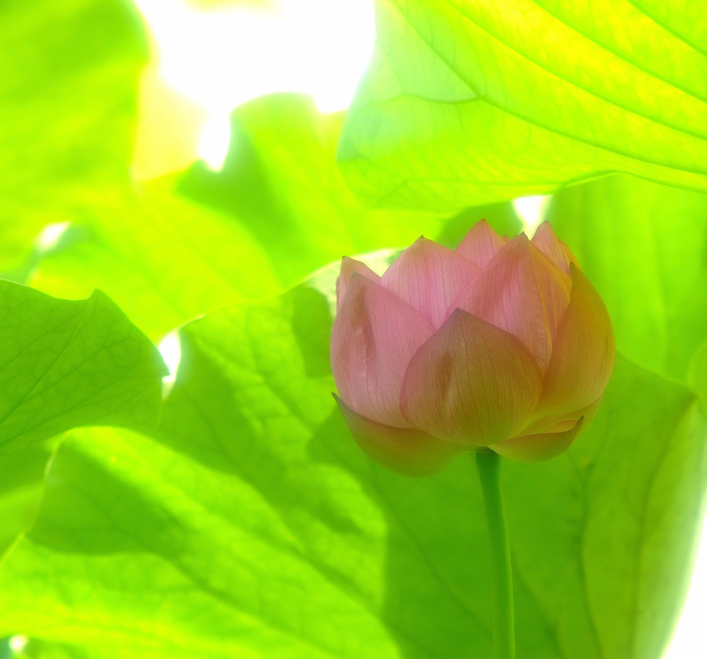 恋物語(3)・蓮