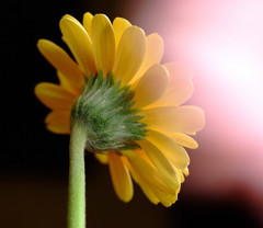 春の訪れ　（１）