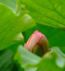 ハスと緑の世界。