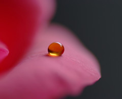 ほっこり・雫
