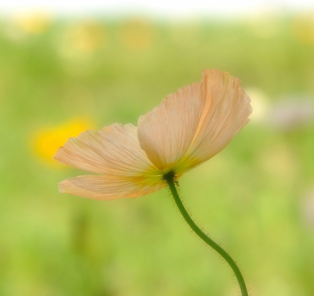 花時間　（４）