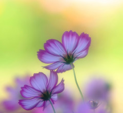 夢想花・秋桜