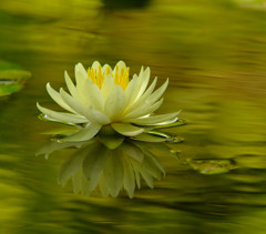 睡蓮・水鏡
