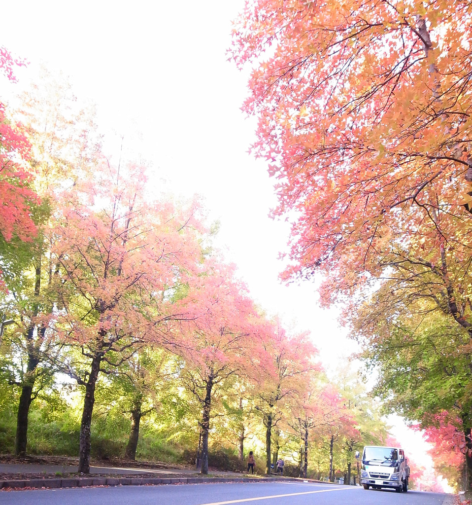 秋の散歩道。