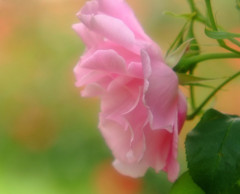 見つめられて。