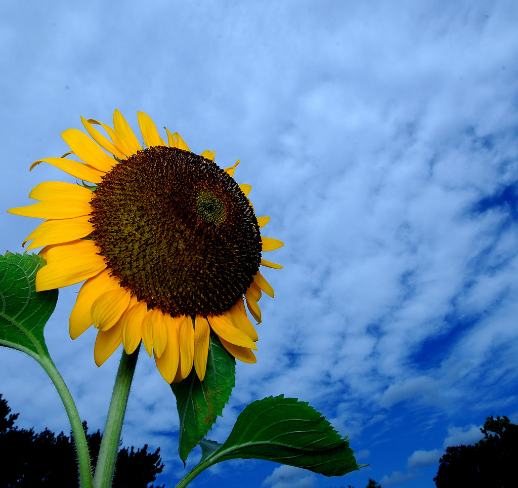夏色・ひまわり
