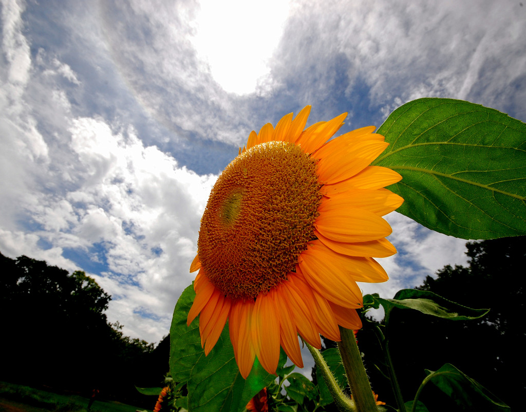 太陽に吠えろ！