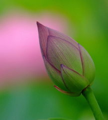 サマー・キャンドル