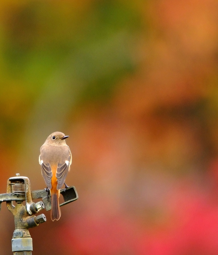 華と鳥。。。