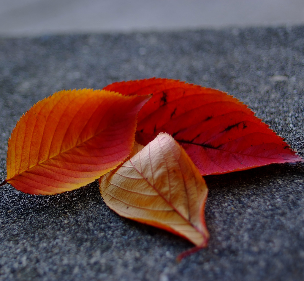 落葉　３