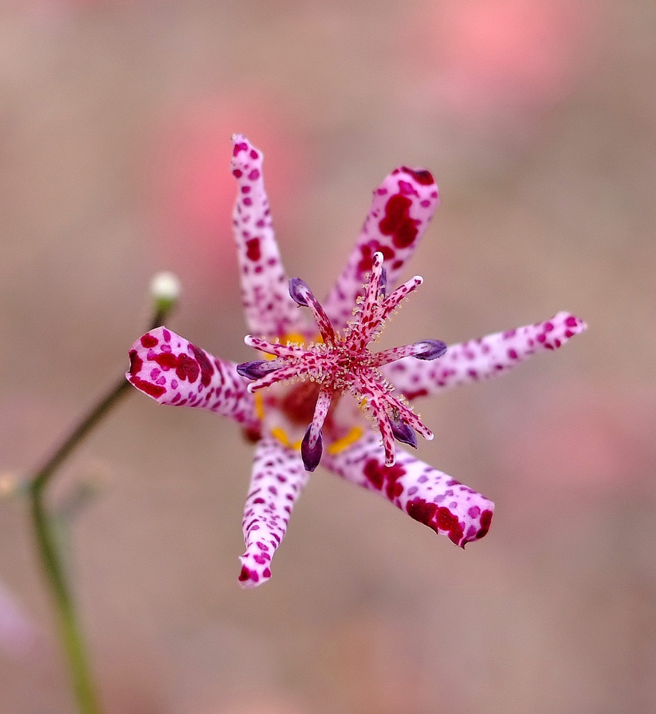花言葉は「永遠」