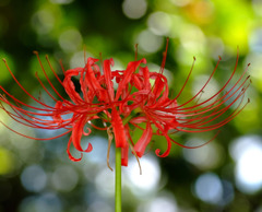 色とりどり。。