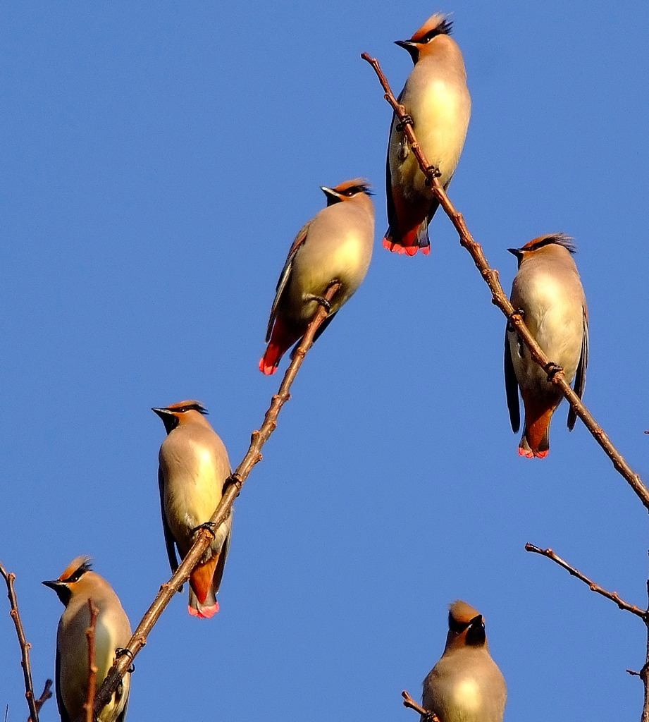 Japanese Waxwing　