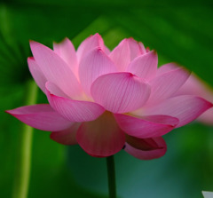 やさしい光の中で。。