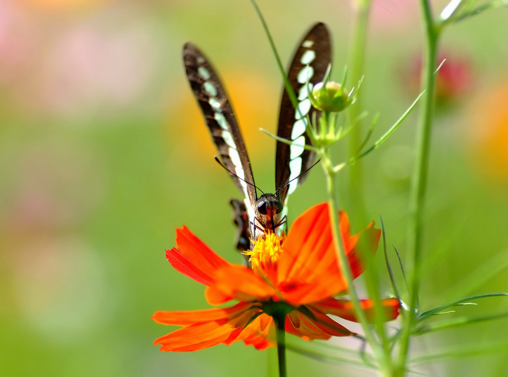 見つめられて。