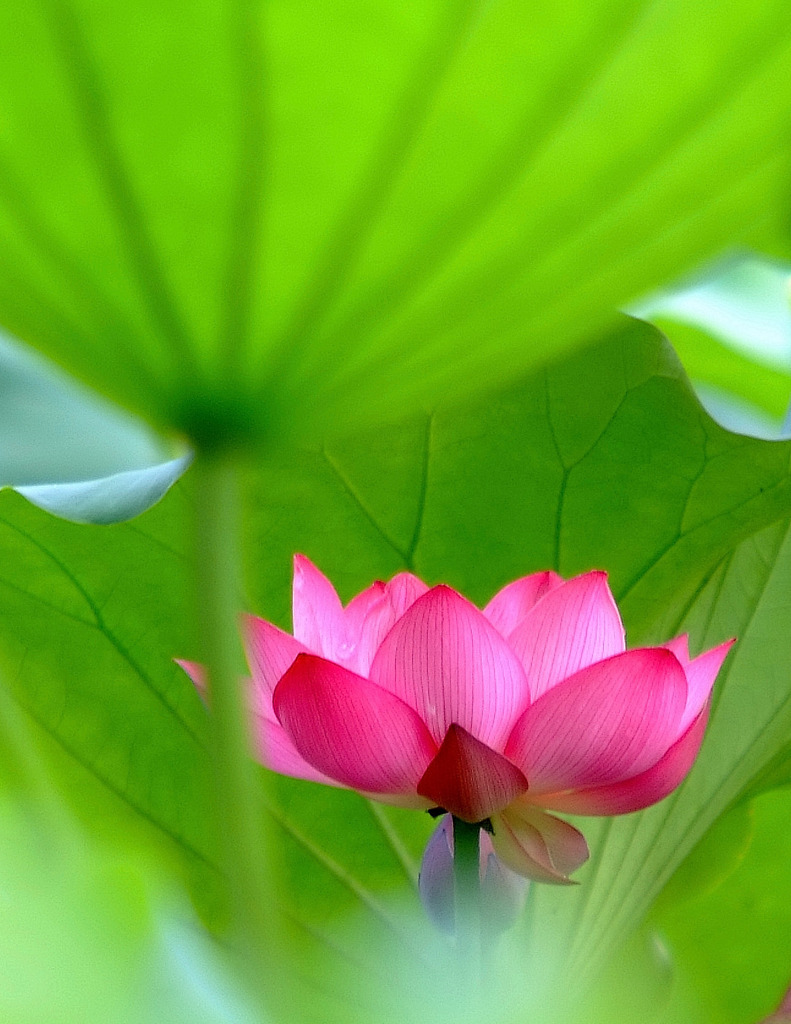 今年の華。