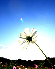 虹色のコスモス。。