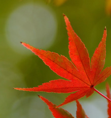 紅葉　２０１０