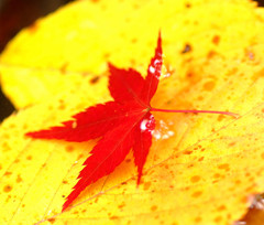 水面の紅葉　再び。。