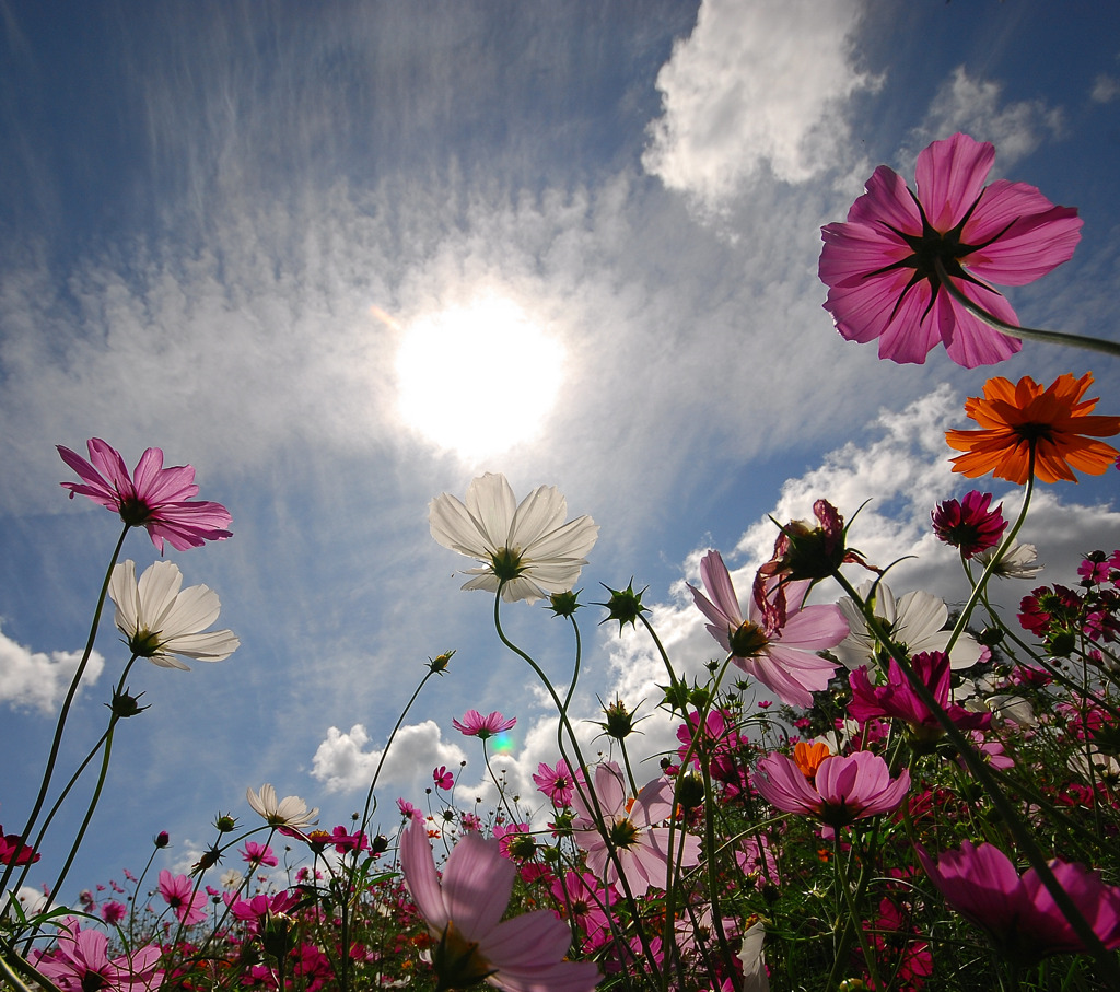 色とりどり。。