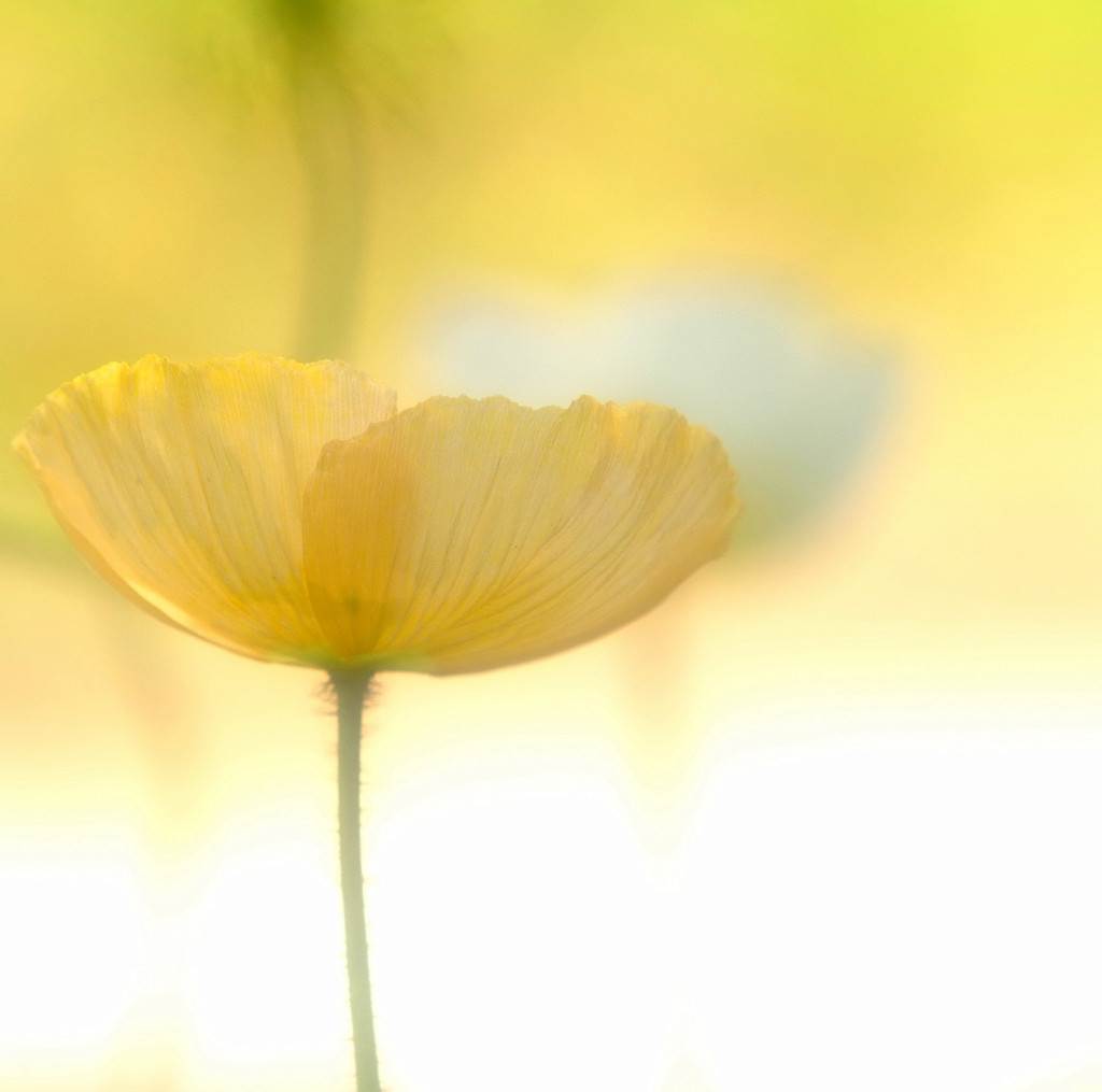 花時間　（１）