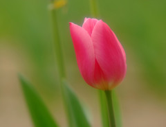 横顔・華