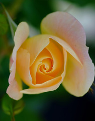 渦の世界へ　３