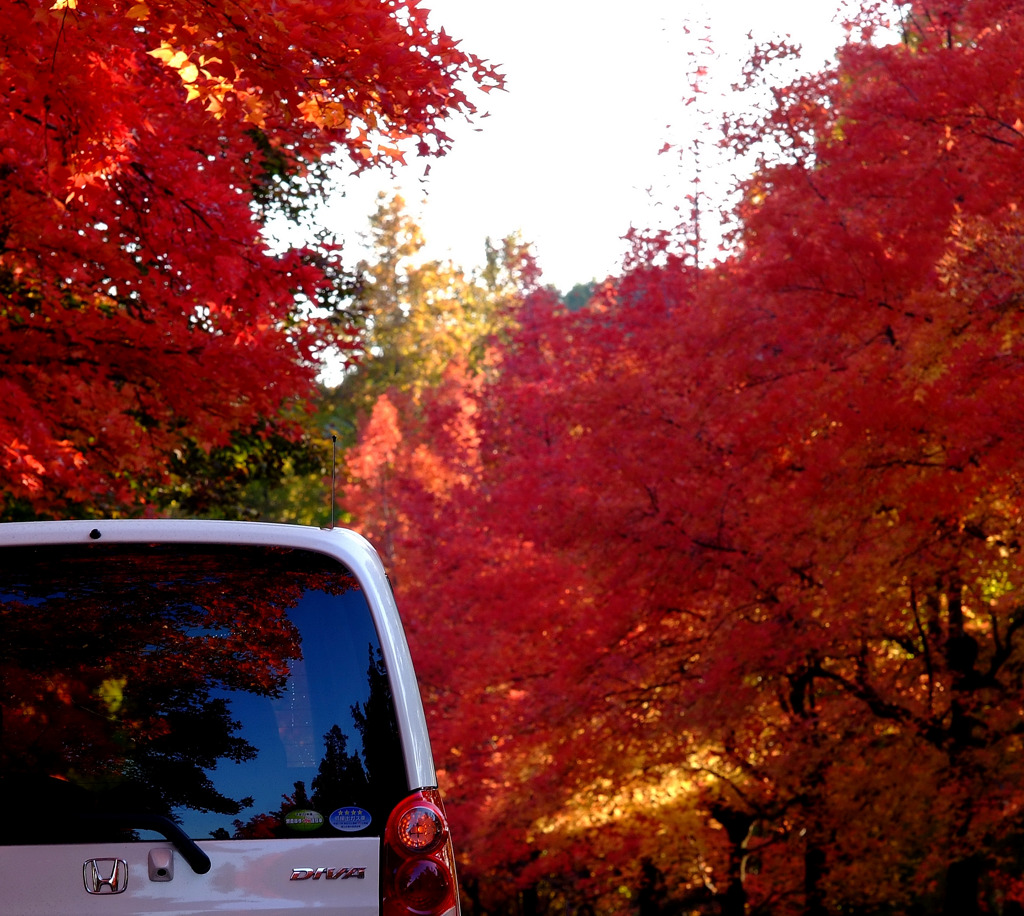 ランプと紅葉２