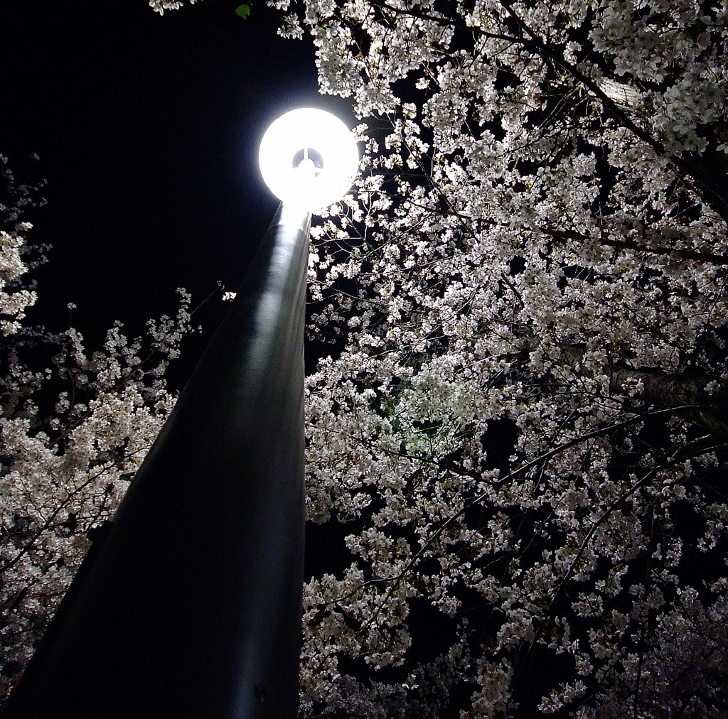 桜色。