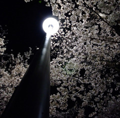 桜色。