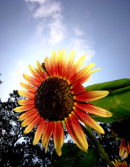 咲き終わり。。