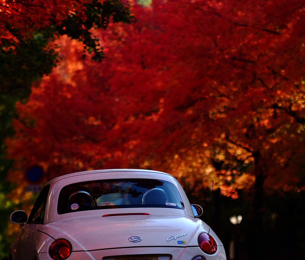 ランプと紅葉。。