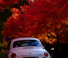 ランプと紅葉。。