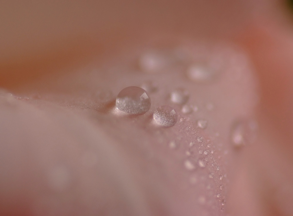 雫と花の物語　６