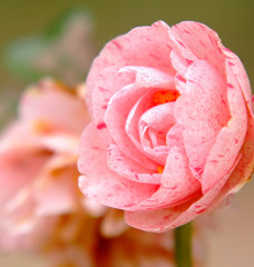 穏やかなひと時。