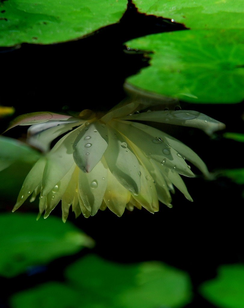 水面の花。