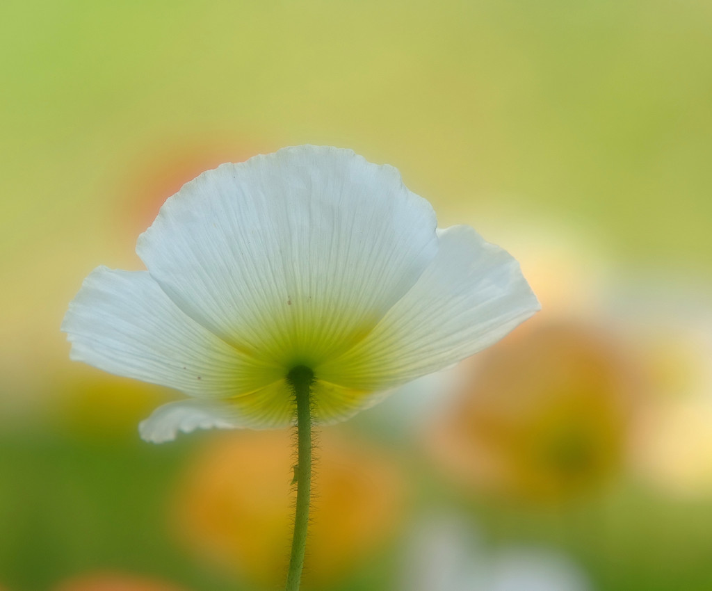 ほのか・華