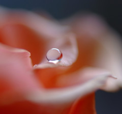 華・雫