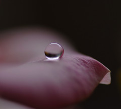 夢・雫（１０）